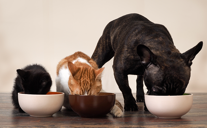 Redução de impostos sobre alimentos para pets será discutido no Congresso Nacional ￼